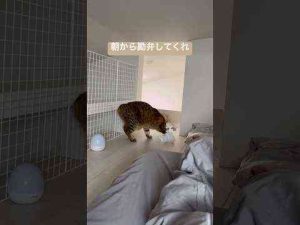 猫動画 | 【証拠隠滅】朝5時から猫が汚物を隠そうとしてて草 #shorts【YouTubeおすすめ】