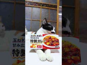 猫動画 | 玉ねぎと果実の甘み広がる特製カレー　250513 #cat #cute #ネコ　#のせ猫　#ねこ #猫のいる暮らし #cutecat #kitty #kitten #animals【YouTubeおすすめ】