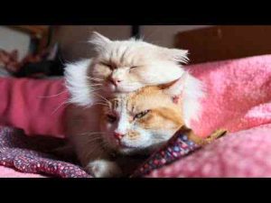 猫動画 | おんぶもふうず　250513【YouTubeおすすめ】