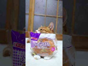 猫動画 | ぶどうぱん　250513　#のせ猫　#ねこ #cat #cute #ネコ #cutecat #kitten #猫のいる暮らし #kitty #animals【YouTubeおすすめ】