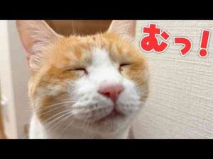 猫動画 | 旅行から帰ってきたら見たことのない表情でロビンが出迎えてくれましたwwww【YouTubeおすすめ】