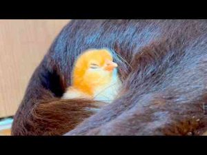 猫動画 | 気づいたらヒヨコが信じられない所で爆睡してました【YouTubeおすすめ】