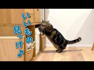 猫動画 | 短い手を器用に使って探し物をする猫が可愛すぎました！【YouTubeおすすめ】