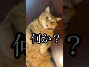 猫動画 | 何か？ ねこ ごろ寝 cat アメショ れん【YouTubeおすすめ】