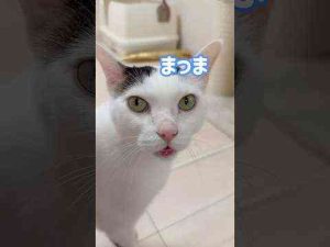 猫動画 | 配信中に甘えモードになるお喋り猫チロさん #shorts【YouTubeおすすめ】