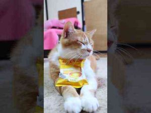 猫動画 | ご褒美喫茶　チーズケーキ　250514　#のせ猫 #ねこ #cat #cute #ネコ #猫のいる暮らし #ねこ #kitty #cutecat【YouTubeおすすめ】