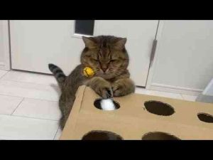 猫動画 | 【確認】モグラたたきってこんな必死になってやるもんでしたっけ？？【YouTubeおすすめ】