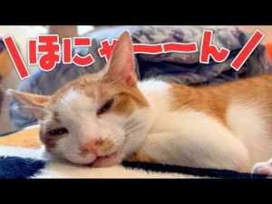 猫動画 | 子猫が”絶対に鳴いてしまう”秘密のツボを押したら鳴き声が可愛すぎました…【YouTubeおすすめ】