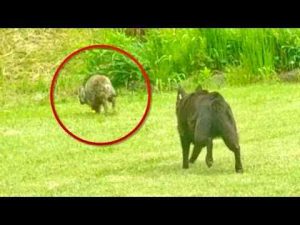 猫動画 | 家に謎の野生動物が出現したらワンコがまさかの行動に。。【YouTubeおすすめ】