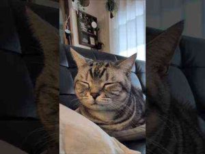 猫動画 | アメショーのラッテ#アメリカンショートヘア #アメショー #cat ＃猫#猫のいる暮らし #猫と暮らす家【YouTubeおすすめ】