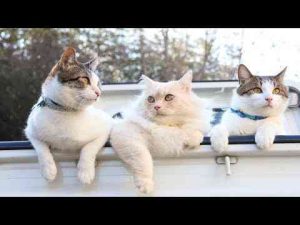 猫動画 | 軽トラのさばずともふお　250514【YouTubeおすすめ】