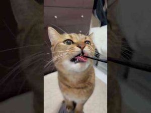 猫動画 | マグロに興味津々なネコだったのだが…　#shorts【YouTubeおすすめ】