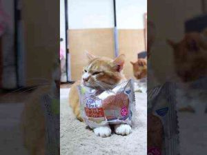 猫動画 | クリームたっぷり生ブッセ　バタークッキー＆チーズクリーム　250516 　#のせ猫　#ねこ　#cat #cute #ネコ #猫のいる暮らし #cutecat #animals 　#元野良猫【YouTubeおすすめ】