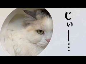 猫動画 | 振り向いたらものすごい圧力でごはんを要求してくる猫がこちら【関西弁でしゃべる猫】【猫アテレコ】【YouTubeおすすめ】