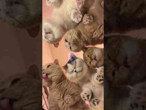 猫動画 | ガラステーブルを買ったら絶景が見れた#猫【YouTubeおすすめ】