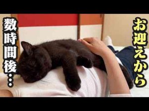 猫動画 | 家に来た初日からくっついて離れない子猫が可愛い【YouTubeおすすめ】