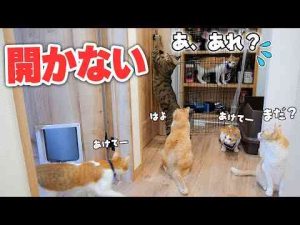 猫動画 | 【ドッキリ】唯一ドアを開けられる猫に“開かないドア”を仕掛けたら、他猫のプレッシャーがすごかったwww【YouTubeおすすめ】