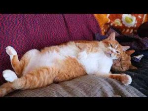 猫動画 | 麦茶枕のぼー　250516【YouTubeおすすめ】