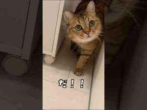 猫動画 | 【猫動画】だるまさんが転んだプロと対戦　#shorts【YouTubeおすすめ】