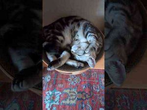 猫動画 | アメショーのラッテ#アメリカンショートヘア #アメショー #cat #猫との暮らし #猫と暮らす家【YouTubeおすすめ】