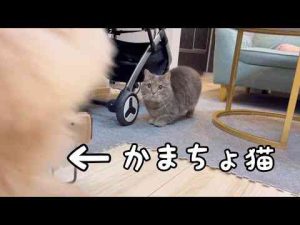 猫動画 | かまってほしくて空気読めかった猫の結末がこちらです【YouTubeおすすめ】