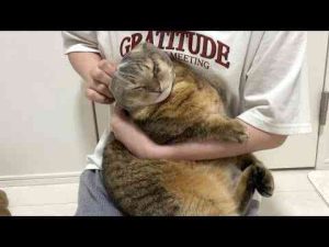 猫動画 | おい。誰だ。ネット被せたら大人しく爪切りさせてくれると言った奴は。【YouTubeおすすめ】