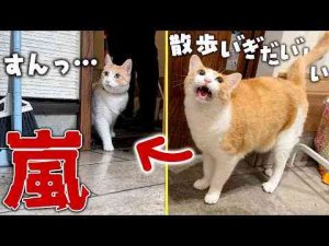 猫動画 | 【なんで？】嵐の日に散歩に行きたがる猫を連れ出したら、秒速で後悔して帰宅しました。【YouTubeおすすめ】