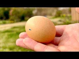 猫動画 | 成長が中止した卵を割ってみると。。【YouTubeおすすめ】