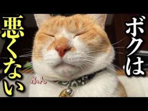 猫動画 | 家中マーキングしまくる猫‥やっと止まりました｜一日ルーティン【YouTubeおすすめ】