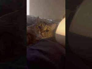 猫動画 | 【癒し】寝る時間になると毎回これよ… #shorts【YouTubeおすすめ】