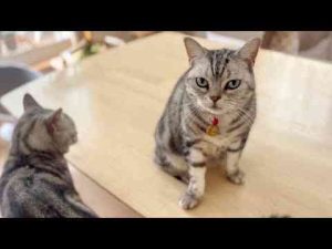 猫動画 | 病院から帰ってきたらあいちゃんが更に優しい性格になってました【YouTubeおすすめ】