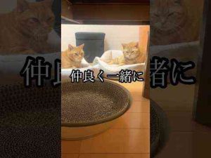 猫動画 | 仲良く一緒に ねこ フミフミ アメショ cat うめ れん ふみふみ【YouTubeおすすめ】