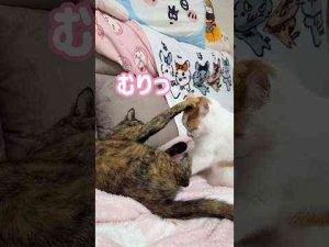 猫動画 | 一緒に寝たいトロと1人で寝たいモモの戦いがこちらです！ #shorts【YouTubeおすすめ】