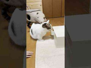 猫動画 | めっちゃ開けるやん【YouTubeおすすめ】