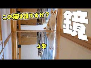 猫動画 | 【鏡の廊下】足元にもう1匹…？床に映る“もう1匹の猫”に固まる猫がこちらです。【YouTubeおすすめ】