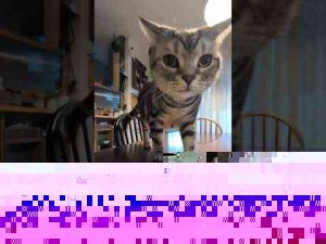 猫動画 | アメショーのラッテ#アメリカンショートヘア #アメショー #cat #猫との暮らし #猫と暮らす家【YouTubeおすすめ】