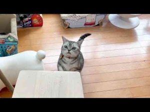 猫動画 | 病院から帰宅したあと、あいちゃんが今まで見たことがない反応しました。【YouTubeおすすめ】