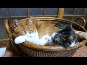 猫動画 | かごのぽんとさばじろう　250519【YouTubeおすすめ】
