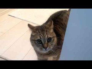 猫動画 | 悪霊に取り憑かれたかの様に性格が荒々しくなる弱猫さん【YouTubeおすすめ】