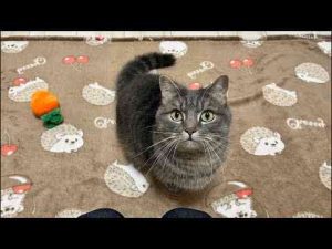 猫動画 | アクアとフランマ がライブ配信中！【YouTubeおすすめ】
