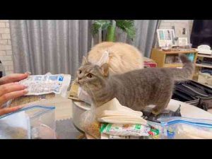 猫動画 | 食いしん坊な猫は容器が密封されていても分かるらしい【YouTubeおすすめ】