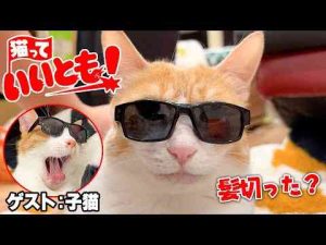 猫動画 | 【猫っていいとも!】猫界のタモリさんが誕生しました。【YouTubeおすすめ】
