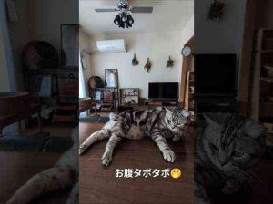 猫動画 | アメショーのラッテ#アメリカンショートヘア #アメショー #cat #猫との暮らし #猫と暮らす家【YouTubeおすすめ】