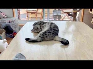 猫動画 | 声だけで猫をくねくねさせてしまう男あらわる。【YouTubeおすすめ】