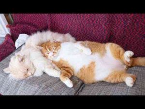 猫動画 | もふもふ枕のぼー　250520【YouTubeおすすめ】