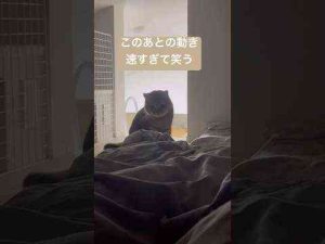猫動画 | 「丸顔。とんでもない反射神経を見せる。」　#shorts【YouTubeおすすめ】