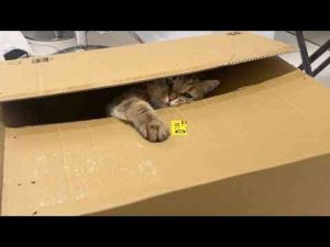 猫動画 | 大きな箱を見ると居ても立っても居られなくなる猫が可愛すぎた…【YouTubeおすすめ】