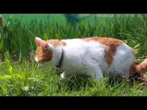 猫動画 | 草を食べるちろとさばじろう　250521【YouTubeおすすめ】