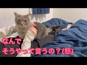 猫動画 | ママを怒らせてしまった結果、猫を...【YouTubeおすすめ】