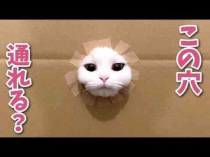猫動画 | ダンボールの穴が段々小さくなっていったら最後とんでもないことに…！！！【関西弁でしゃべる猫】【猫アテレコ】【YouTubeおすすめ】